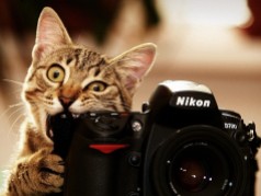 cat-nikon-camera-photographer-nikon-d700-lens-animals-1050x1400